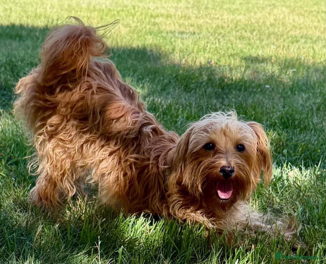 Maltipoo dogs for adoption: 🐾 Nelly – Female Maltipoo 🐾 - Advert 1