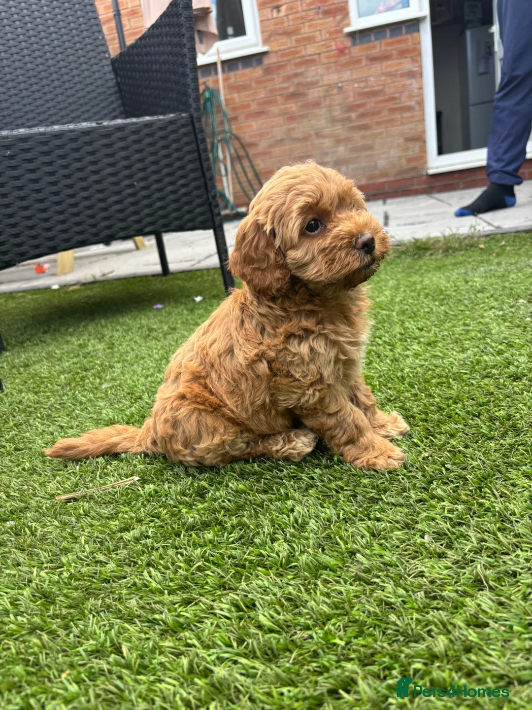 Cockapoo dogs for sale: Apricot Cockapoo Bitch in Stourport-on-Severn - Advert 6