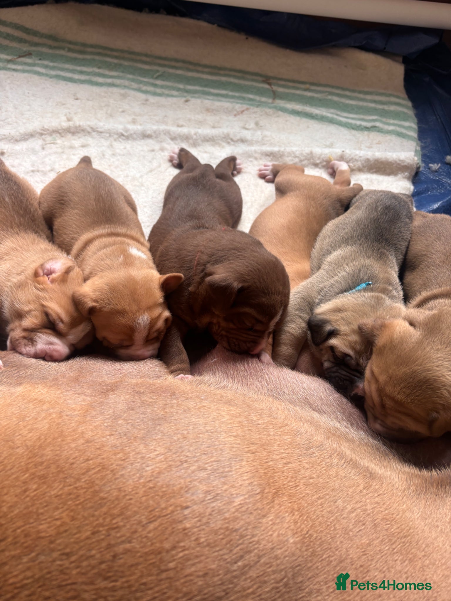 Mixed Breed dogs Stunning American bulldog staff  - Advert 2