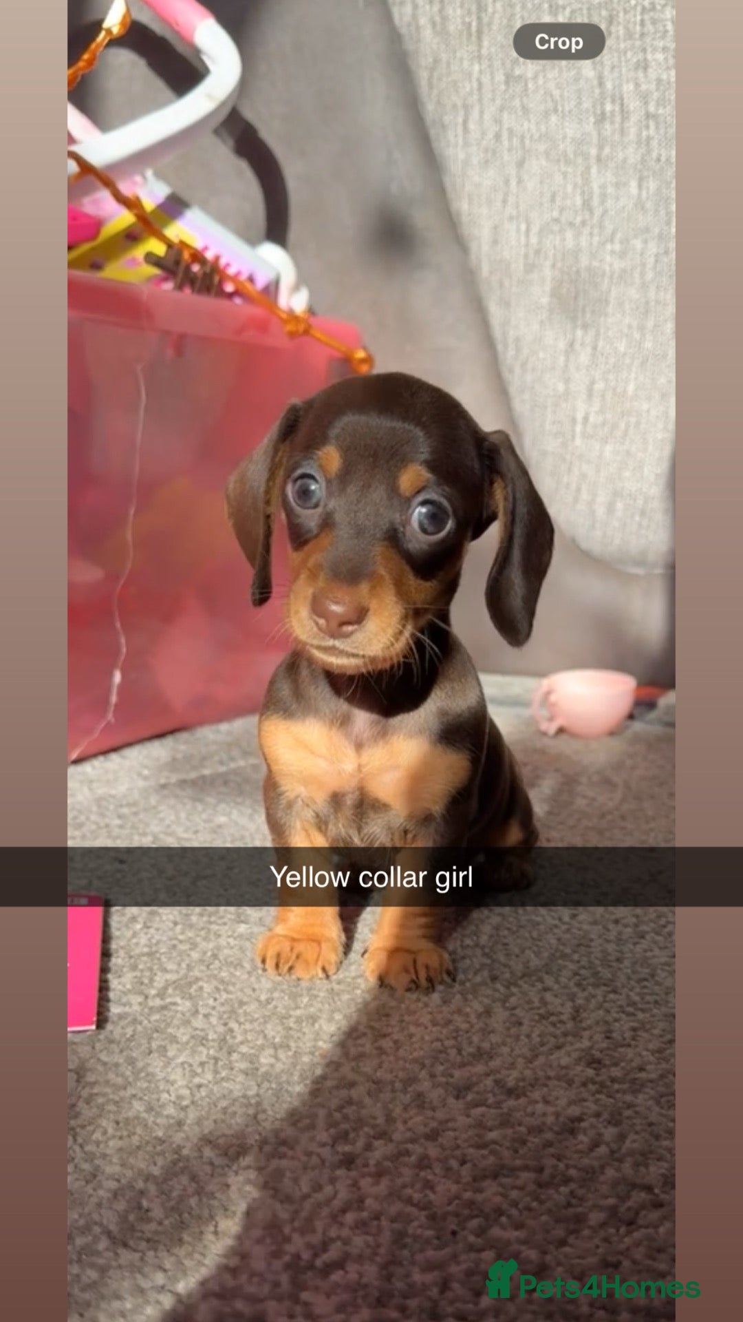 Miniature Dachshund dogs 5 STAR QUALITY MINIATURE DACHSHUND PUPS - Advert 1