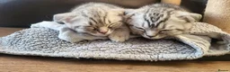 Scottish Fold cats for sale: Ready to rehome schottish fold kittens - Advert 11