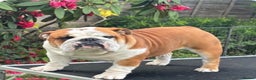 English Bulldog dogs for sale: Traditional English Bulldog puppies  - Advert 5