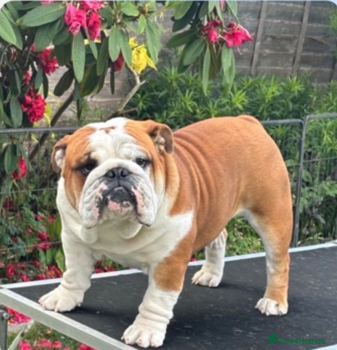 English Bulldog dogs for sale: Traditional English Bulldog puppies  - Advert 5