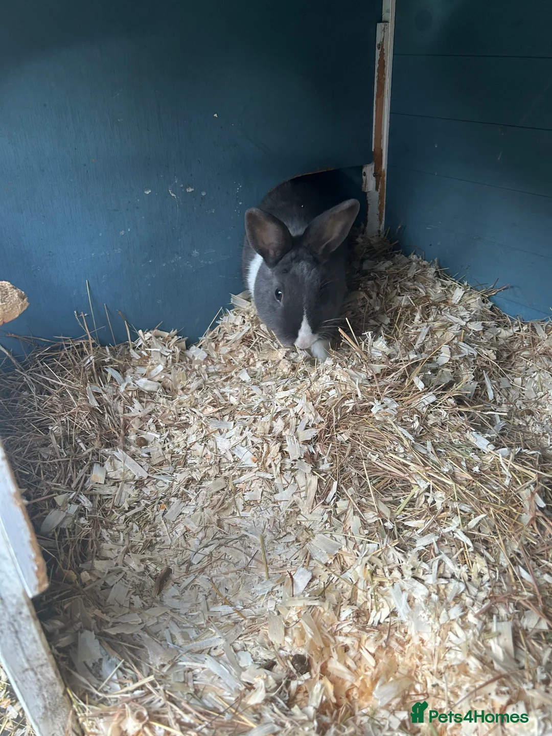 Dutch rabbits for sale: Female Dutch rabbit - Advert 2