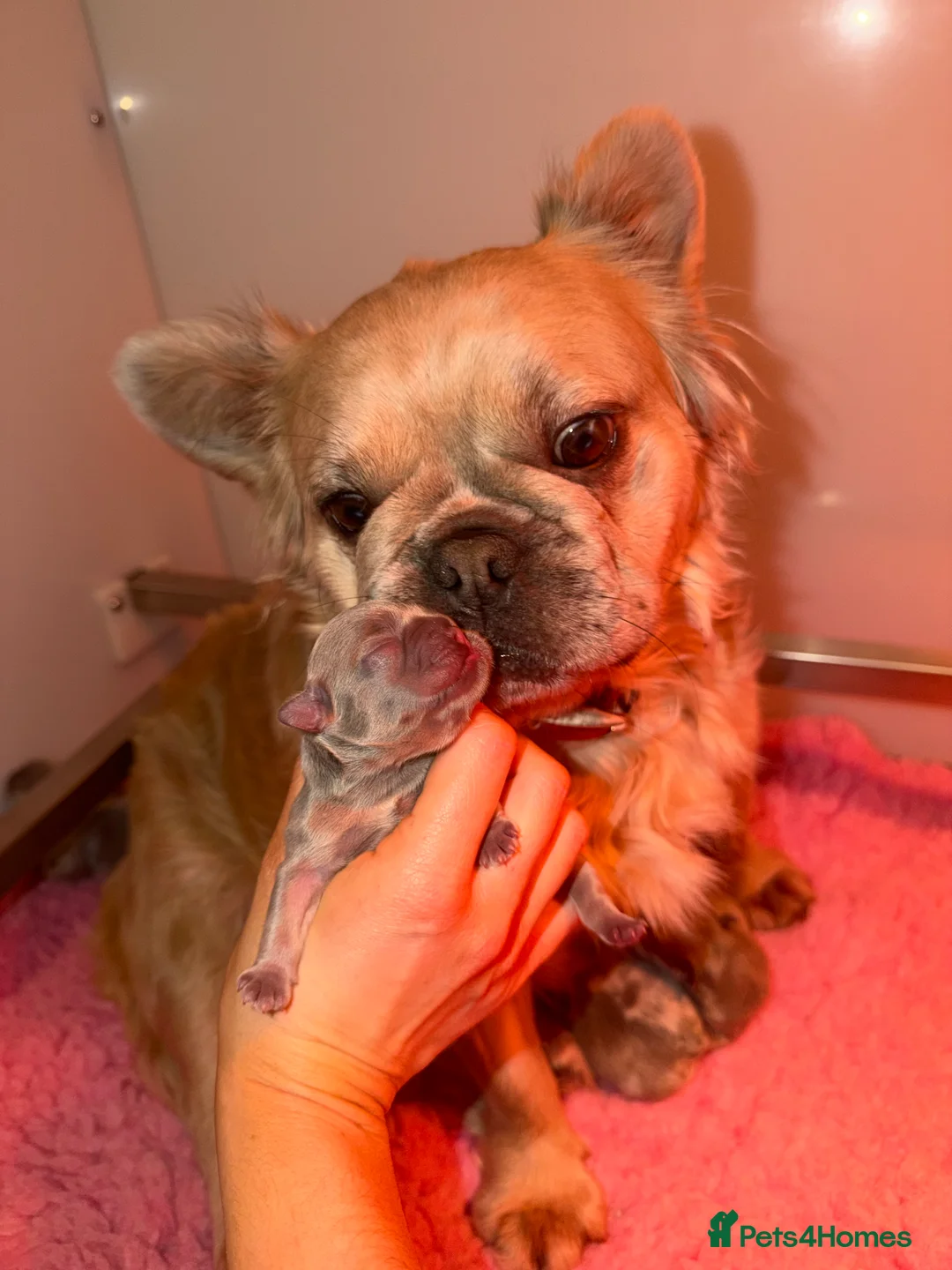 French Bulldog dogs for sale: 2 gorgeous French bulldog puppies  - Advert 24