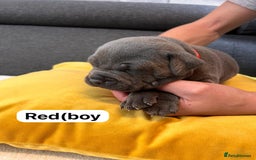 Staffordshire Bull Terrier dogs for sale:   Champion-KC.Reg.Blue Staffordshire Bull Terrier  - Image 12