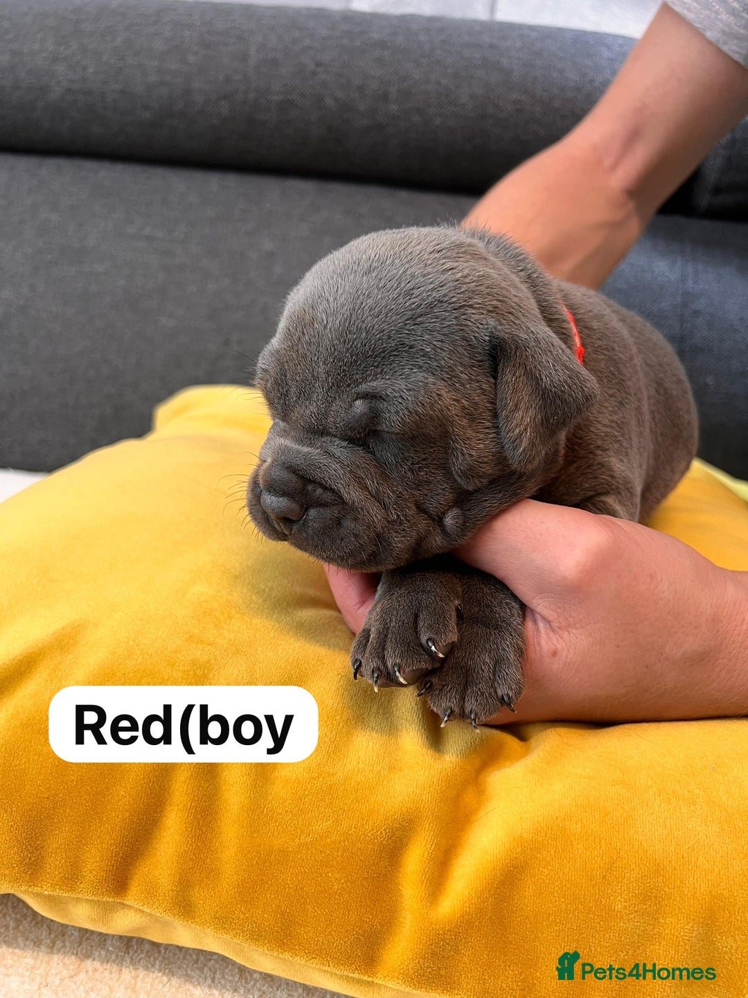Staffordshire Bull Terrier dogs for sale:   Champion-KC.Reg.Blue Staffordshire Bull Terrier  - Image 12