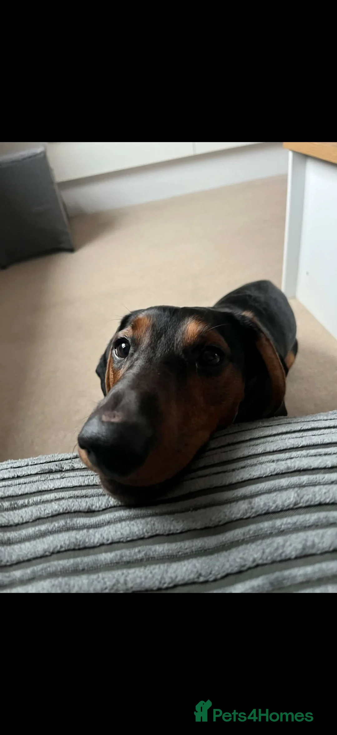Dachshund dogs for sale: MAC THE SAUSAGE - Advert 1