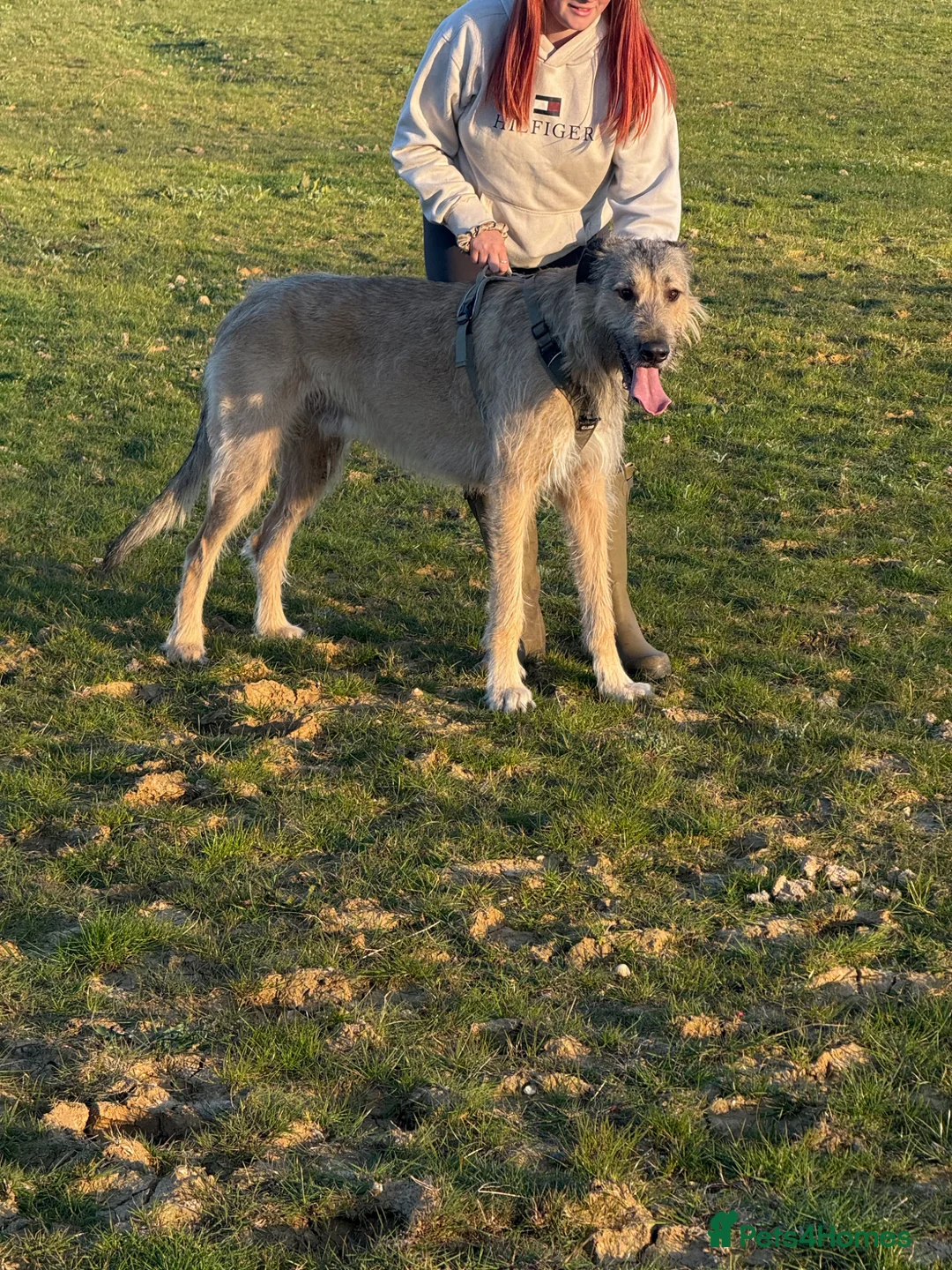 Irish Wolfhound dogs for sale: KC IRISH WOLFHOUND 2yo Male - Advert 11