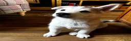 Siberian Husky dogs for sale: Charismatic Companions Ready to Make You Smile in Leeds - Advert 11