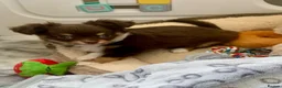Chihuahua dogs for sale: Chocolate long hair chihuahua boy - Advert 5