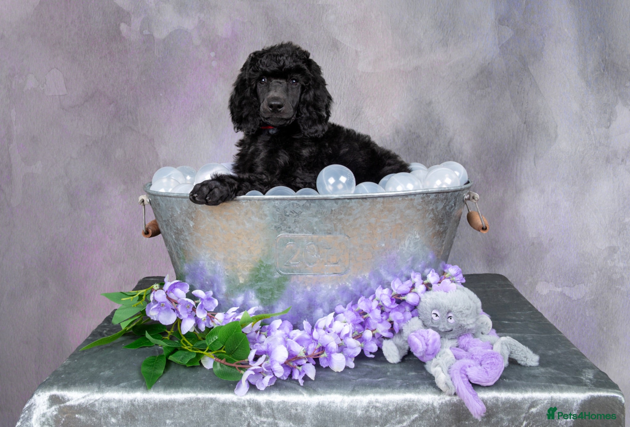 Standard Poodle dogs Showbred Standard Poodle Puppies - Advert 16