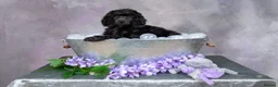 Standard Poodle dogs for sale: Showbred Standard Poodle Puppies - Advert 1