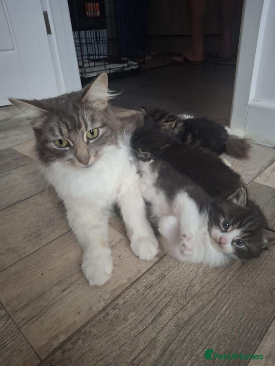Norwegian Forest Cat cats for sale: 😸Kittens looking for a new family😸 - Image 8
