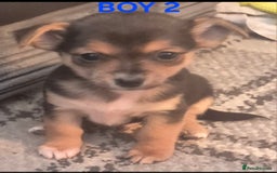 Mixed Breed dogs for sale: Miniature Jack Russell x Chihuahua Pups - Image 13