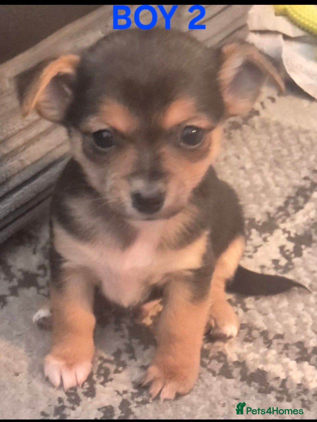 Mixed Breed dogs for sale: Miniature Jack Russell x Chihuahua Pups - Image 13