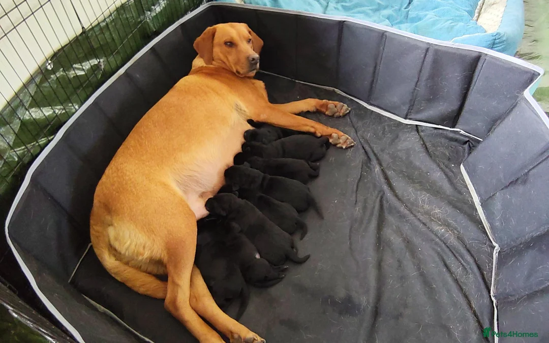 Labrador Retriever dogs for sale: Labrador puppies for sale in Coldstream - Advert 1