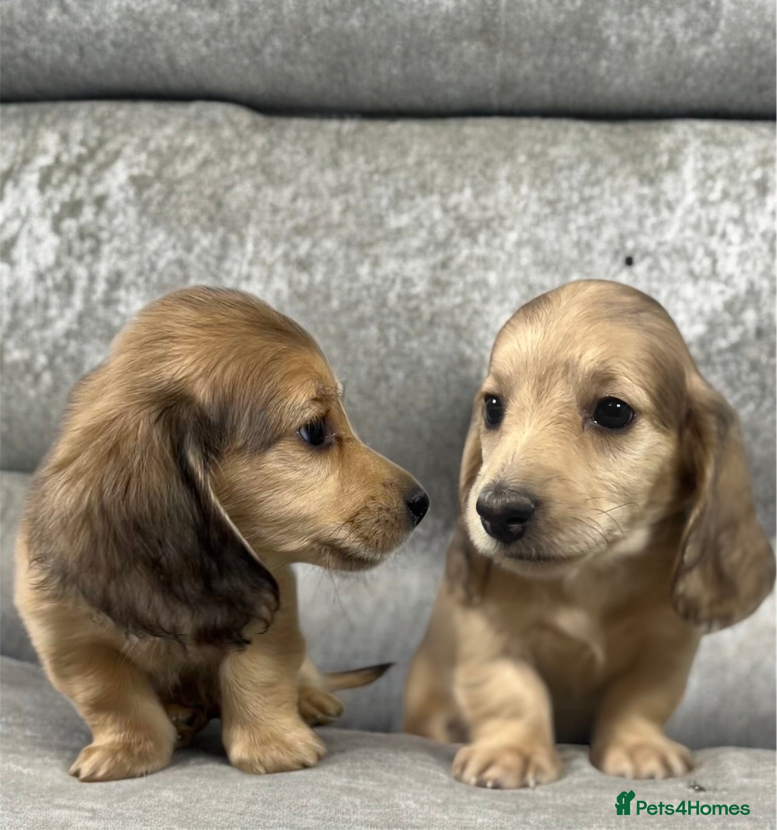 Dachshund dogs KC miniature long hair dachshunds for sale - Advert 10