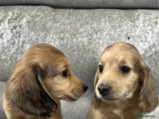 Dachshund dogs KC miniature long hair dachshunds for sale - Advert 10