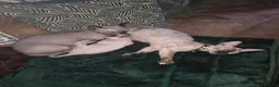Sphynx cats for sale: Bambino sprinkles in Dunstable - Advert 7