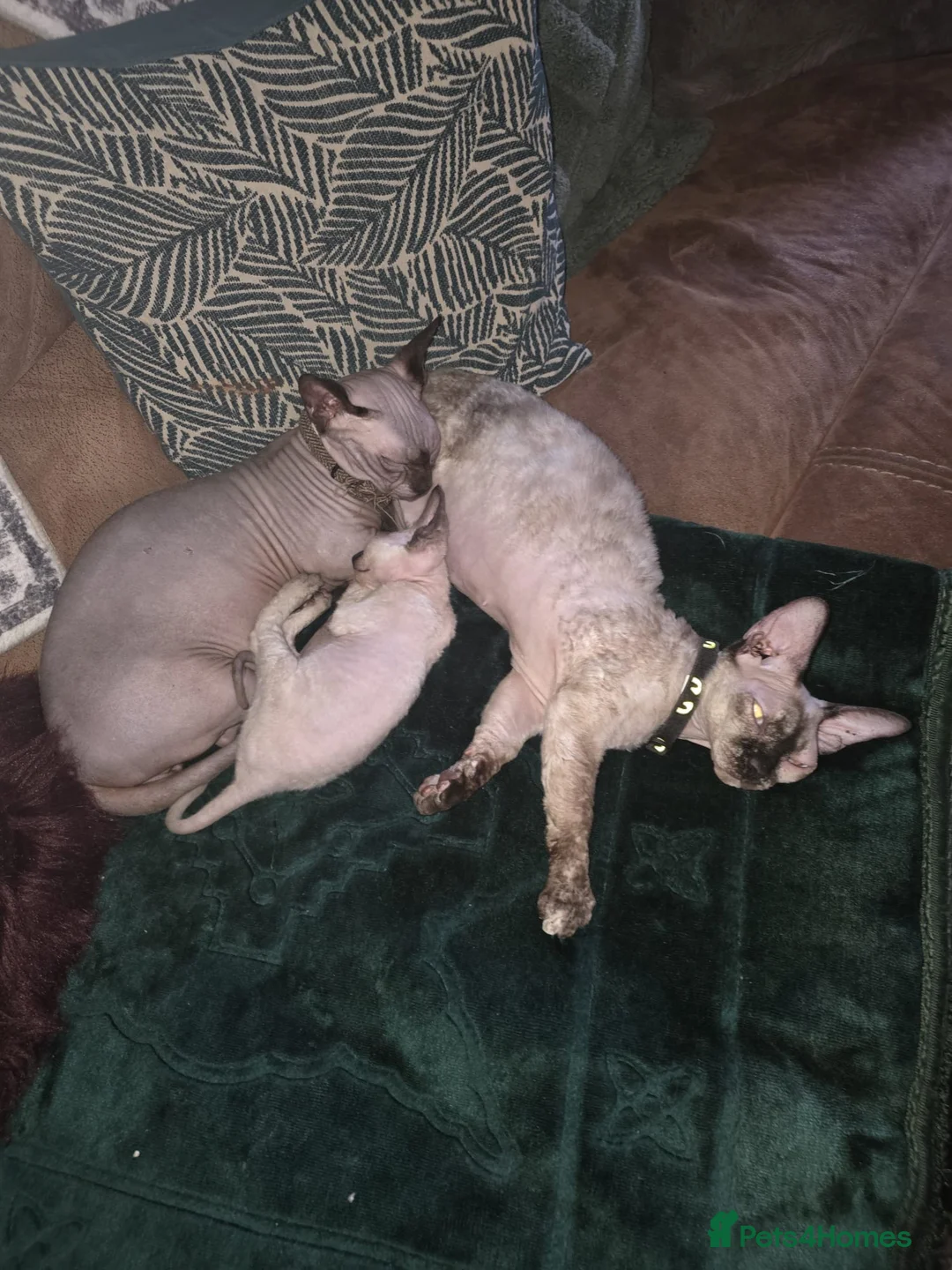 Sphynx cats for sale: Bambino sprinkles in Dunstable - Advert 7
