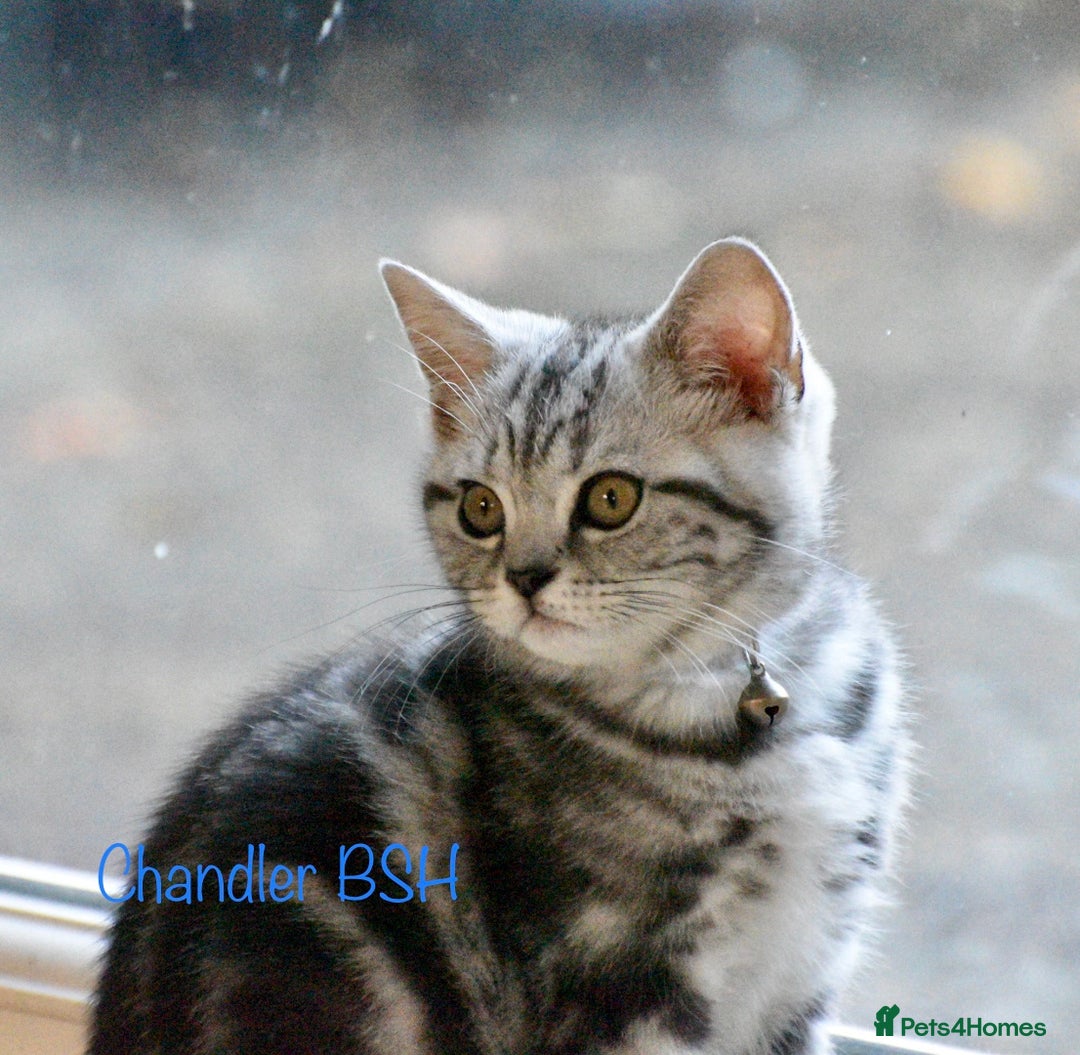 British Shorthair cats for sale: Beautiful British Shorthair girls very loving - Image 9