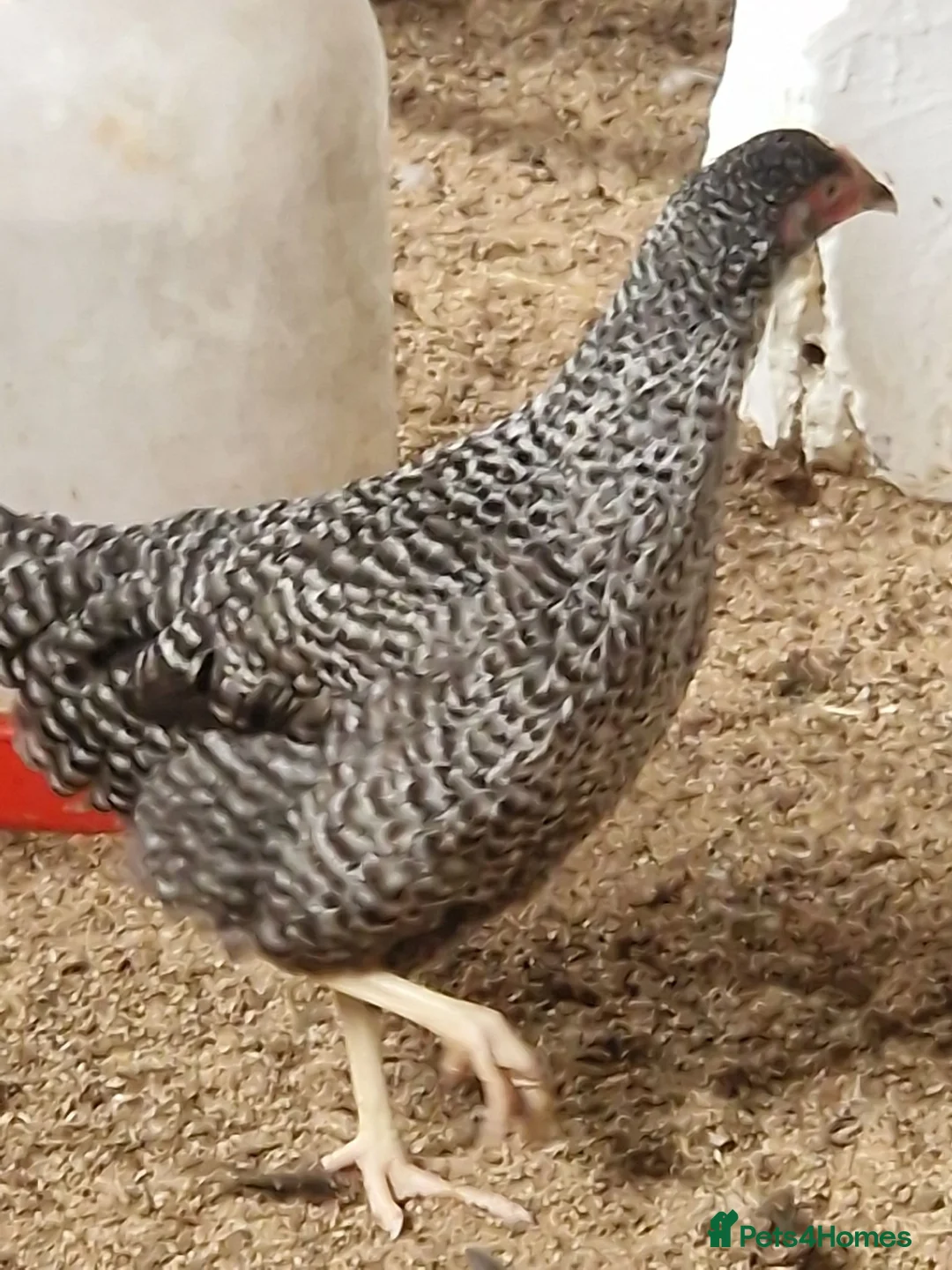 Mixed Breed poultry for sale: 50 hybrid laying hens  - Advert 2