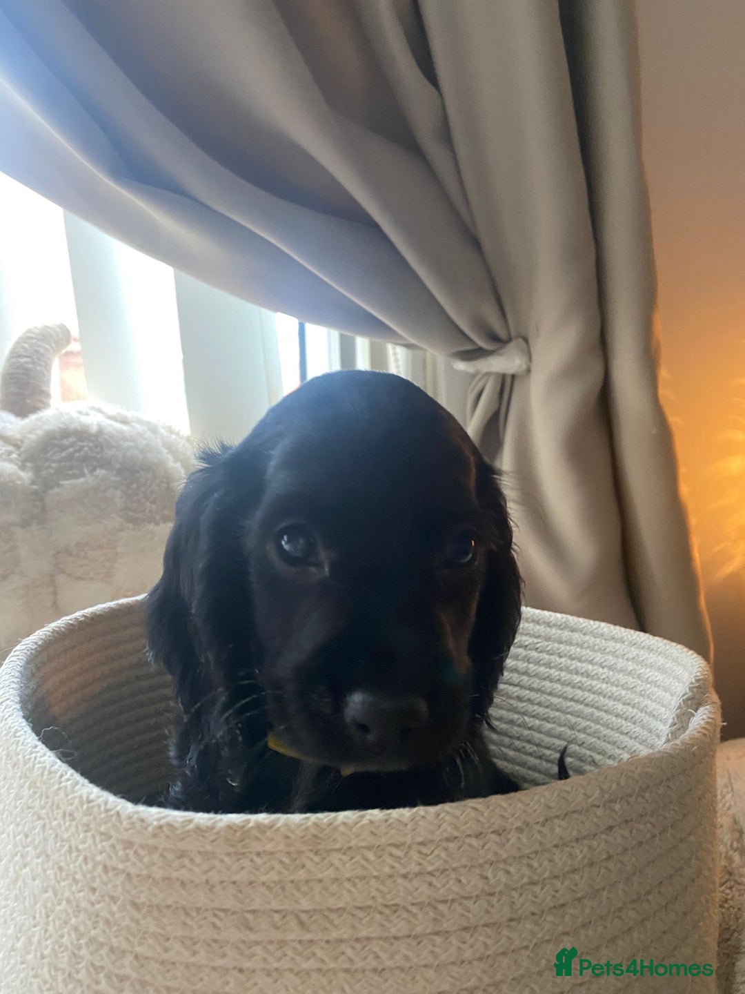 Cocker Spaniel dogs for sale: litter of 6 pedigree cocker spaniel puppies. - Image 1