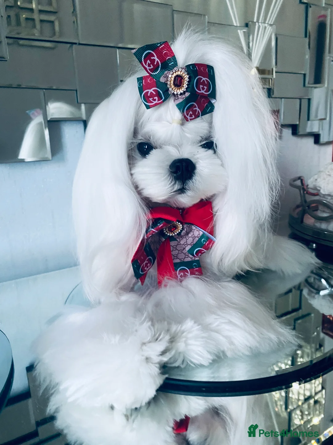 Maltese dogs for stud: 🤎DNA health tested Tiny Korean Maltese boy 🤎 - Advert 20