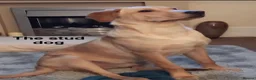 Labrador Retriever dogs for sale: 1 girl left…Beautiful litter of Labrador puppies - Advert 9