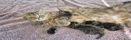 Persian cats for sale: Doll faced persian cross bengal  - Advert 11