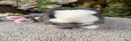 Mini Lop rabbits for sale: Hobby breeder of pure bred mini lops  - Advert 13