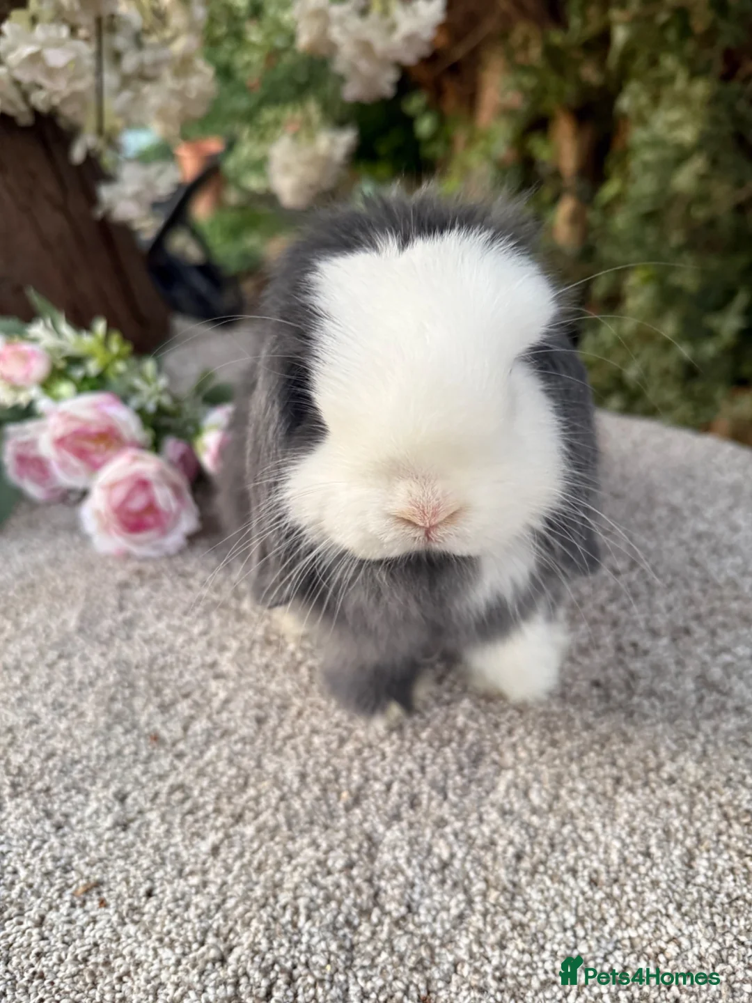 Mini Lop rabbits for sale: Hobby breeder of pure bred mini lops  - Advert 13
