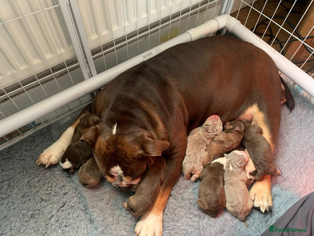 Olde English Bulldogge dogs for stud: Olde English Bulldogge for Stud - Winston in Thetford - Advert 29