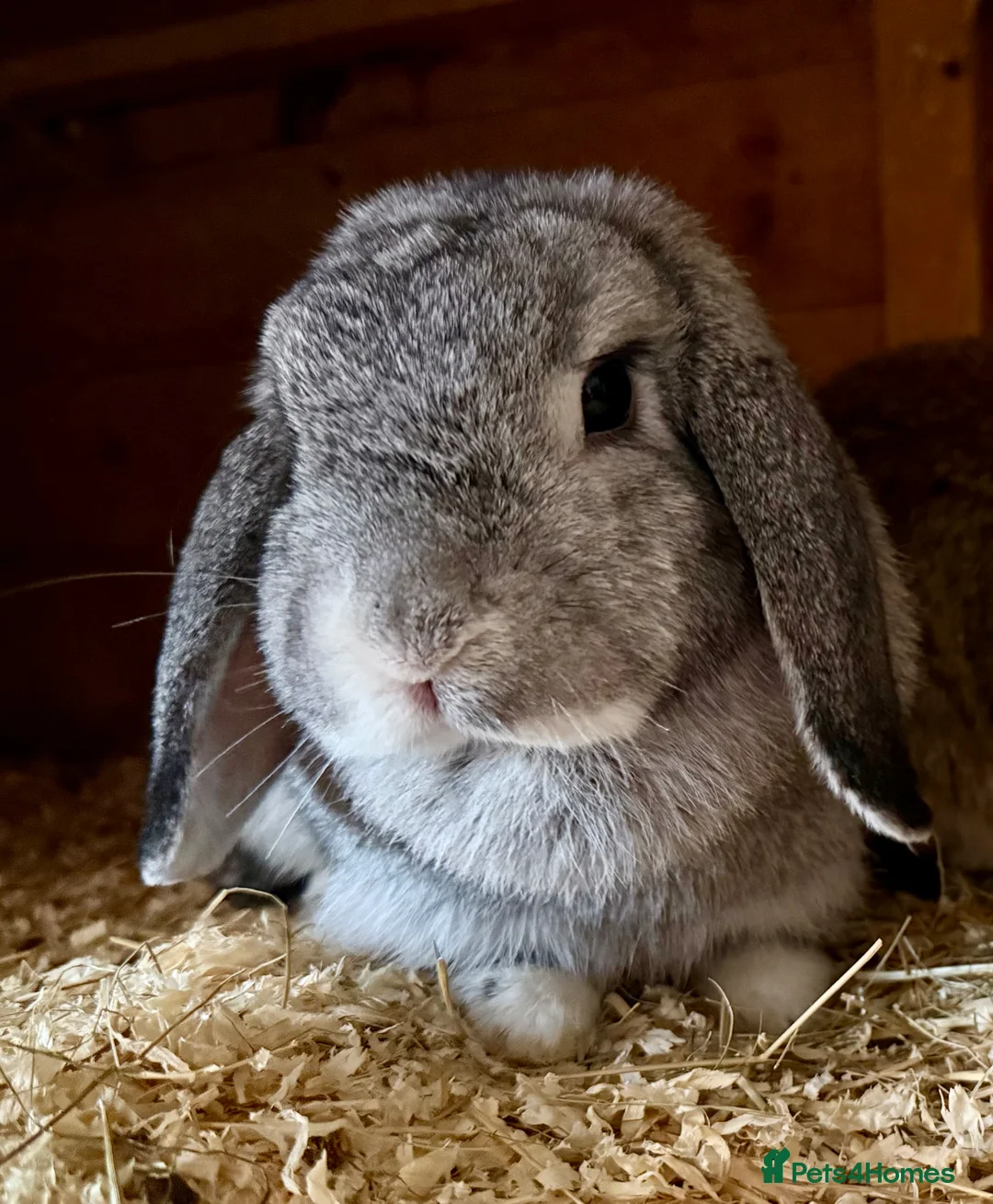 Mini Lop rabbits for sale: Mother and daughter duo  - Advert 2