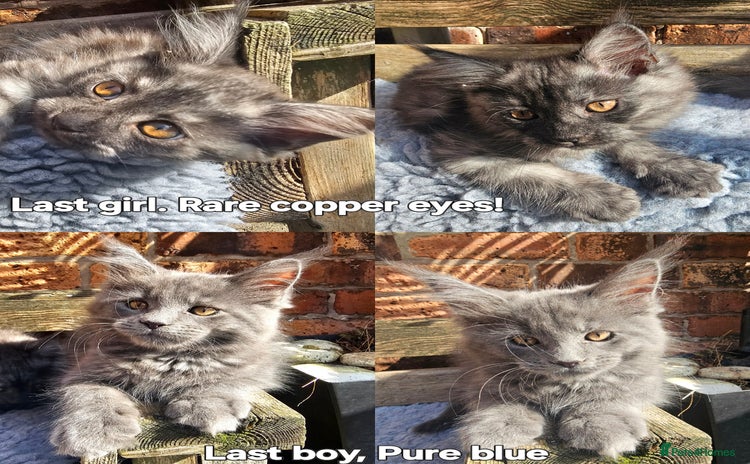 Maine Coon cats in Alfreton - Advert 13