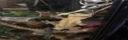 Gecko reptiles for sale: 2 year old Male Crested Gecko with Full Set Up in St. Neots - Advert 5
