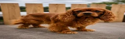 Cavapoo dogs for sale: Cavapoo pups ready to leave now!  - Advert 2