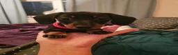 Dachshund dogs for sale: 5 beautiful puppies available - Advert 17