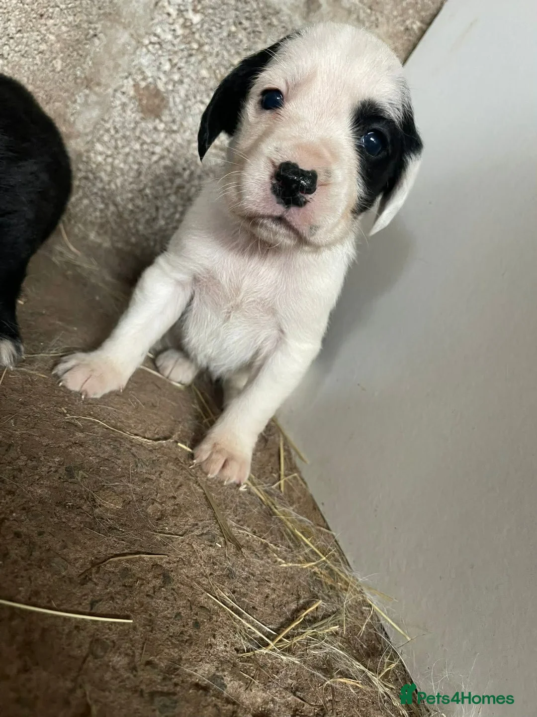 Mixed Breed dogs for sale: Cocker spaniel cross  - Advert 12