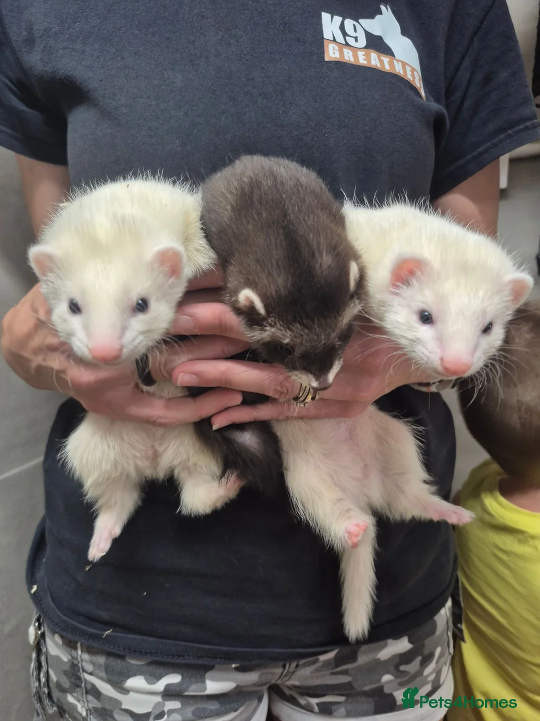 Ferret rodents for sale: Ferrets for sale  in Horley - Advert 1