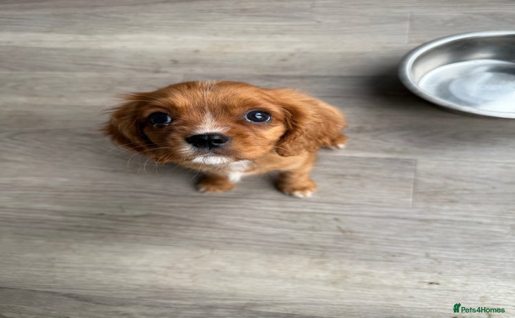Cavalier King Charles Spaniel dogs - Advert 1