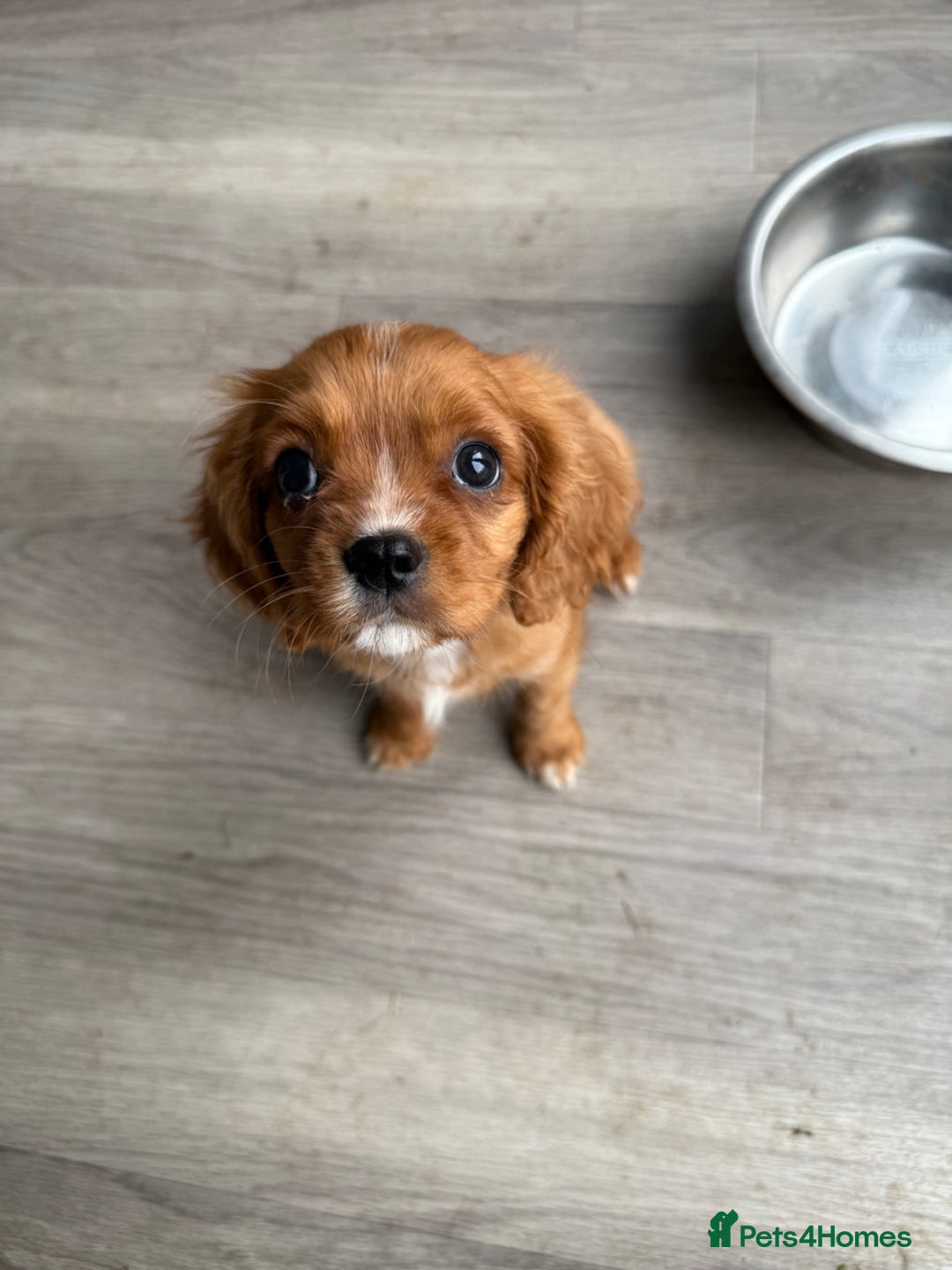 Cavalier King Charles Spaniel dogs for sale: Cody the Cavalier  - Image 1