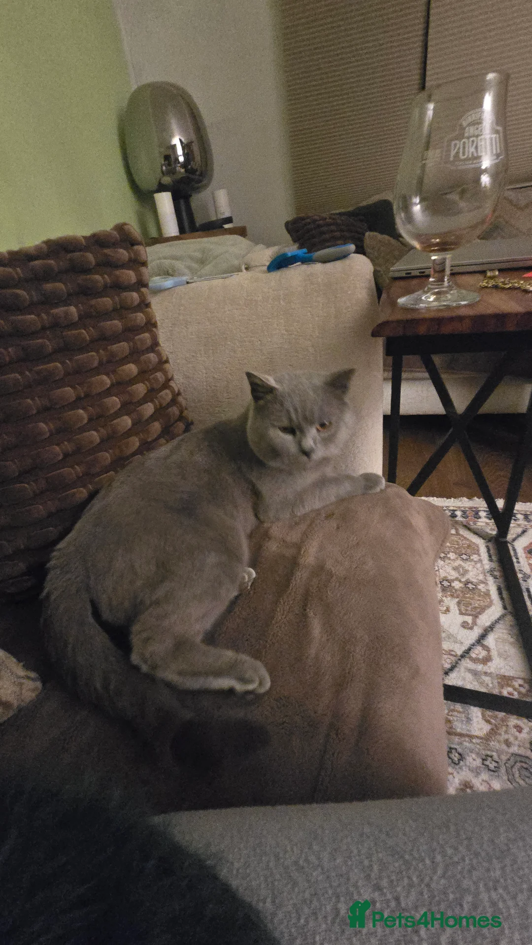 British Shorthair cats for stud: Beautiful boy - Advert 4