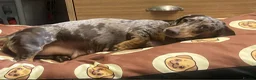 Miniature Dachshund dogs for sale: Male and female Miniature Dachshund  - Advert 1