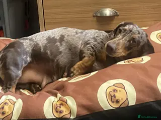 Miniature Dachshund dogs Male and female Miniature Dachshund - Advert 3