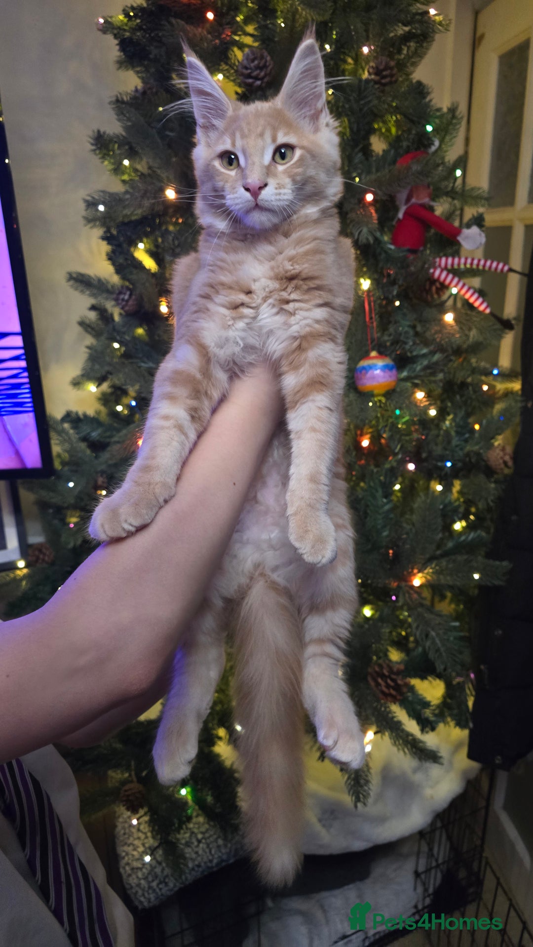 Maine Coon cats for sale: 5 beautiful maine coon ready to go - Advert 13