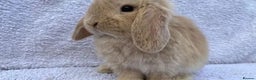 Mini Lop rabbits for sale: Stunning babies various ages vaccinated  - Advert 8