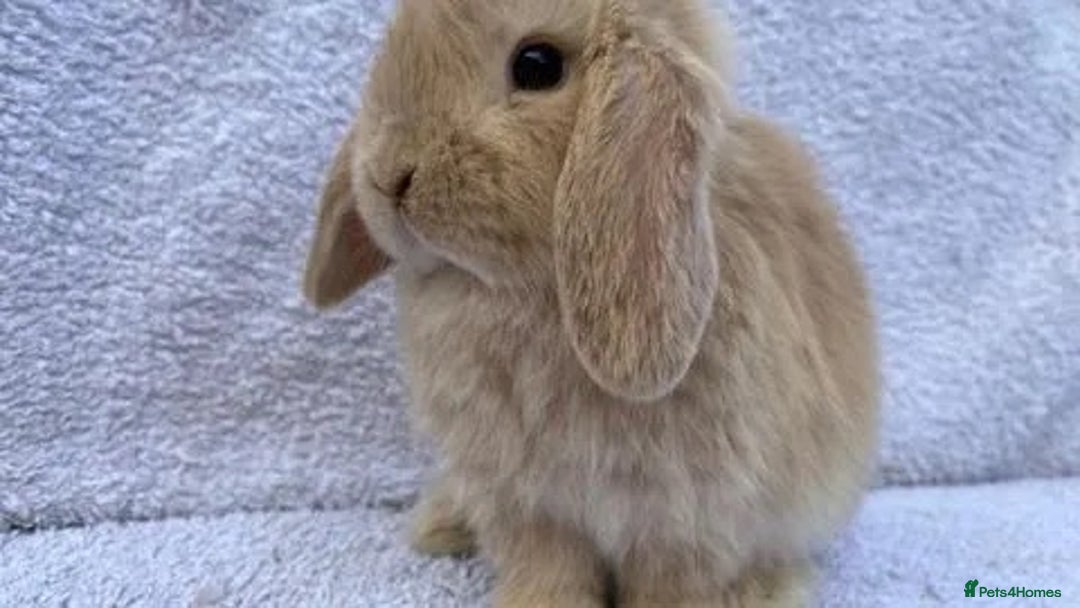 Mini Lop rabbits for sale: Stunning babies various ages vaccinated  - Advert 7