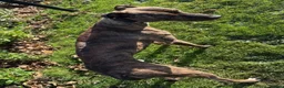 Lurcher dogs for sale: Cracking lurcher dog  - Advert 5